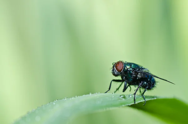 La mouche verte dans la nature verte — Photo