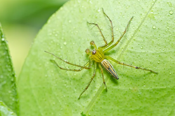 녹색 자연에 긴 다리 거미 — 스톡 사진