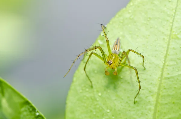 緑の自然で長い足のクモ — ストック写真