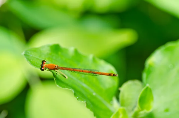Yeşil doğa kırmızı kızböcekleri — Stok fotoğraf