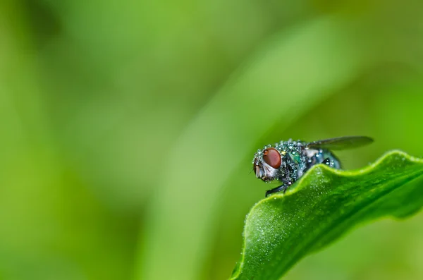Zelená moucha v zeleni — Stock fotografie