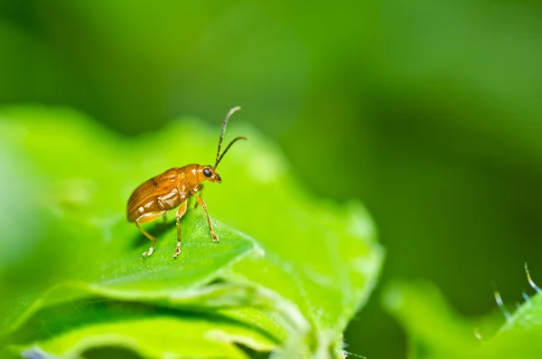 Escarabajo naranja en la naturaleza verde — Foto de Stock