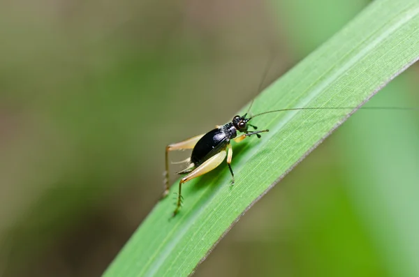 Insect cricket in green nature — Stock Photo, Image