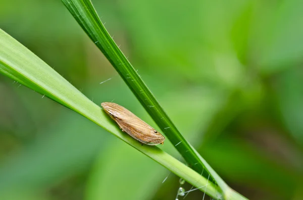 Levéltetű rovar a zöld természetben — Stock Fotó