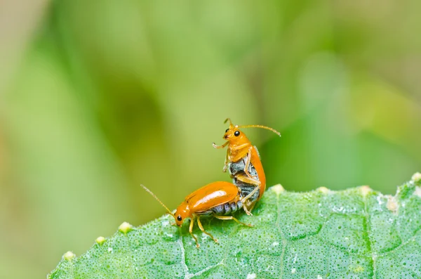 Couple orange beetle in green nature or in the garden — Stock Photo, Image