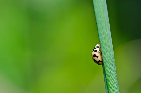 Orangefarbener Käfer in grüner Natur oder im Garten — Stockfoto
