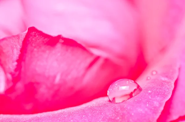 Water drops on the pink rose — Stock Photo, Image