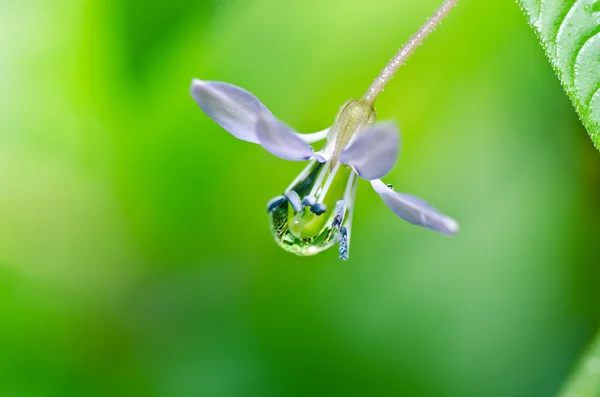 Вода падає на квітку в зеленій природі — стокове фото