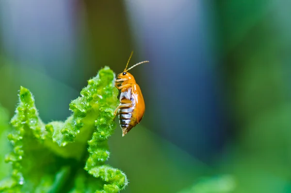 Pomarańczowy chrząszcz w zieleni lub w ogrodzie — Zdjęcie stockowe
