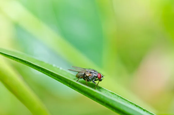 Red eyes fly in nature — Stock Photo, Image
