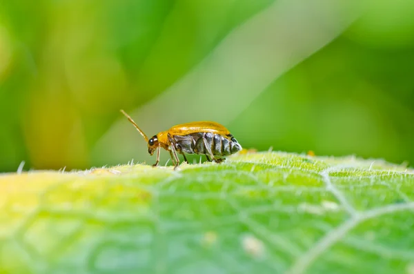 Yeşil doğa ya da bahçede portakal böceği — Stok fotoğraf