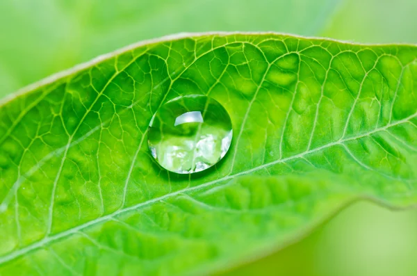 Gotas de água na folha verde — Fotografia de Stock