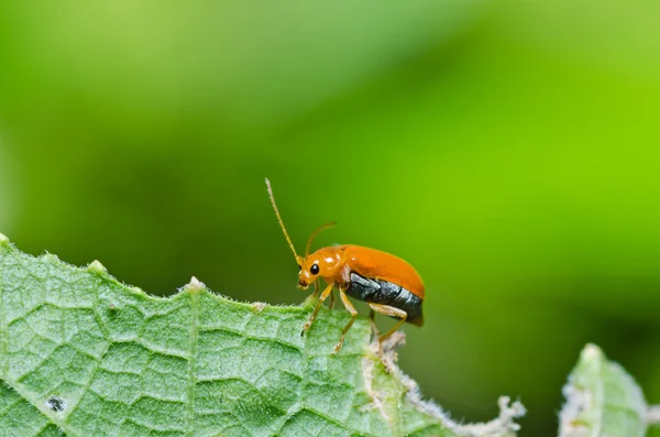 Orangefarbener Käfer in grüner Natur oder im Garten — Stockfoto