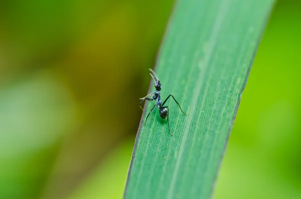 Zwarte mieren in de groene natuur — Stockfoto