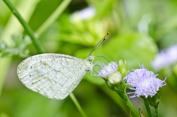 Farfalla bianca nella natura verde — Foto Stock