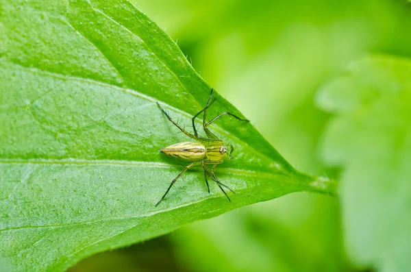 Pernas longas aranha em natur verde — Fotografia de Stock