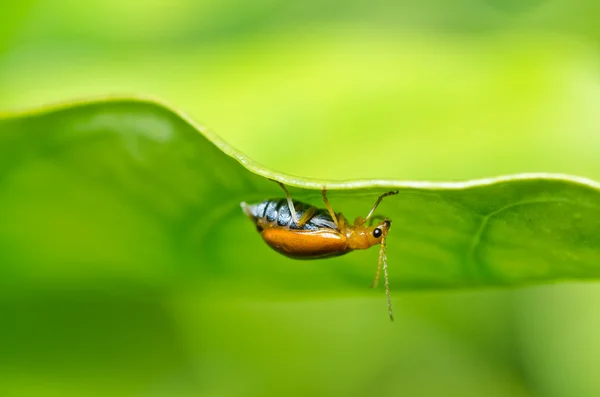 緑の自然や庭園のオレンジ色のカブトムシ — ストック写真