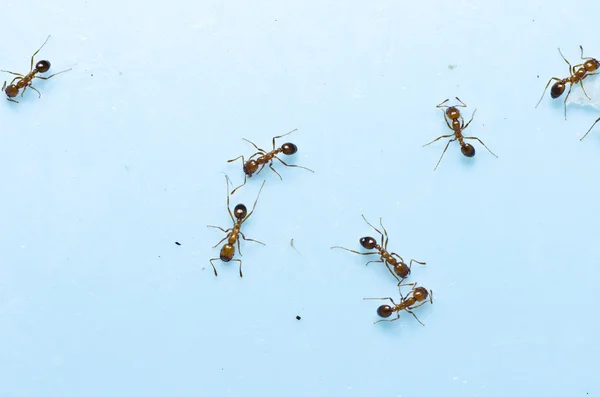赤火蟻 — ストック写真