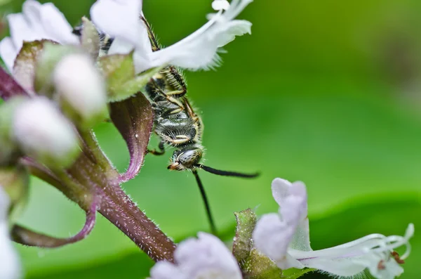Mammoet wasp in de groene natuur — Stockfoto