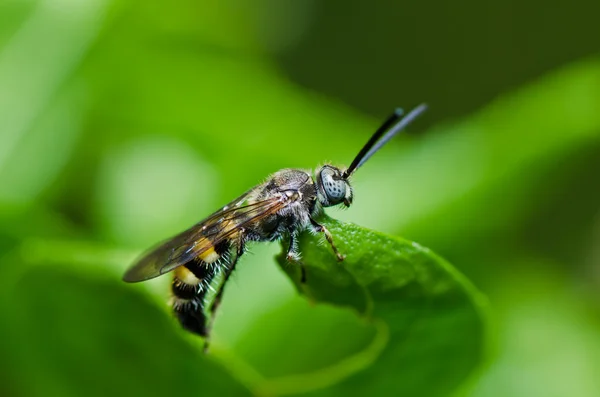 Mamute vespa na natureza verde — Fotografia de Stock
