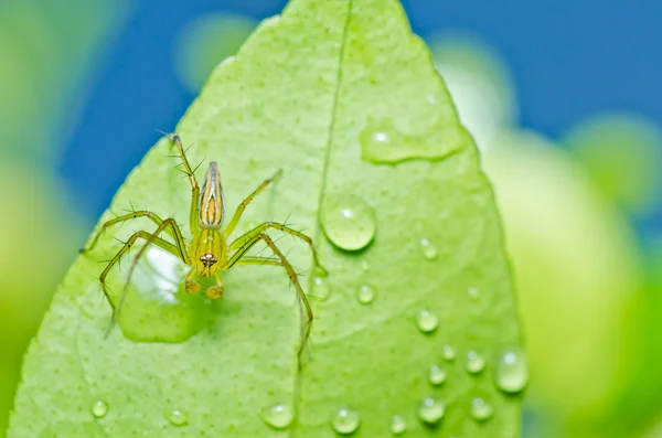 A zöld természetben hosszú lábak pók — Stock Fotó