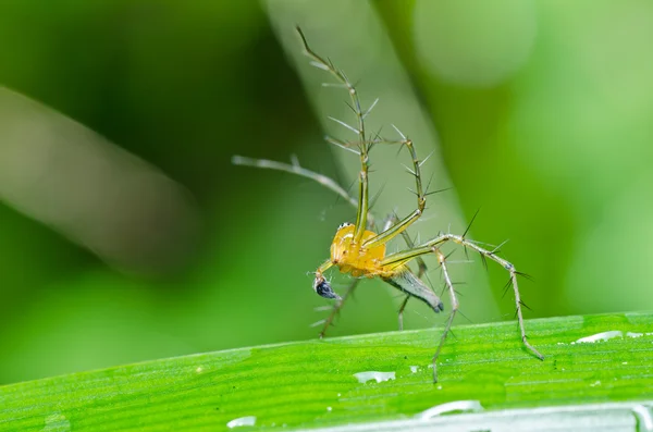 Piernas largas araña en la naturaleza verde — Foto de Stock