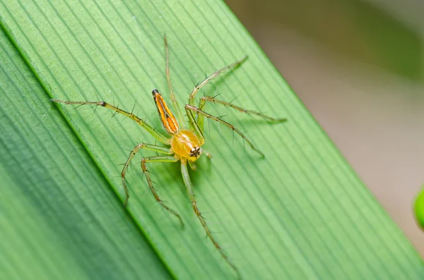 绿色自然的长腿蜘蛛 — 图库照片