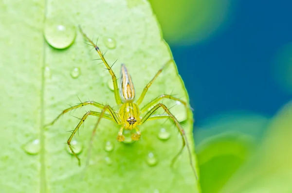 Longues jambes araignée dans la nature verte — Photo