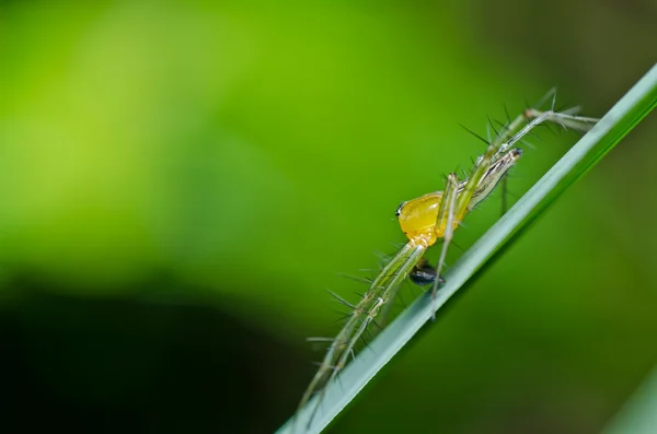 Piernas largas araña en la naturaleza verde —  Fotos de Stock