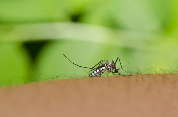 Mosquito in the city or in garden. It's danger — Stock Photo, Image