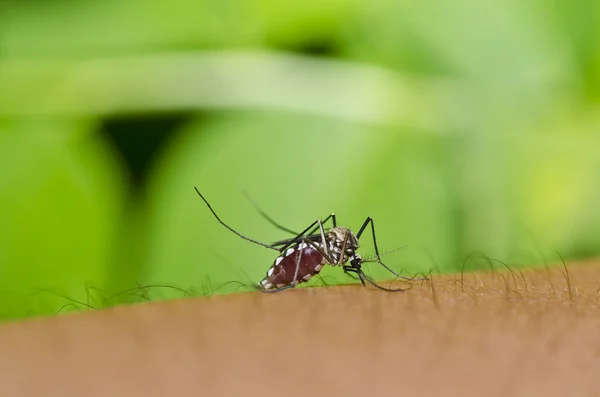Sivrisinek şehir veya Bahçe. Bu tehlike — Stok fotoğraf