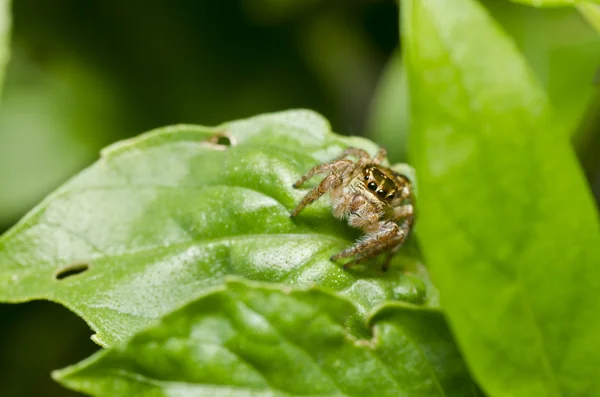 Hoppande spindel i trädgården eller i naturen — Stockfoto