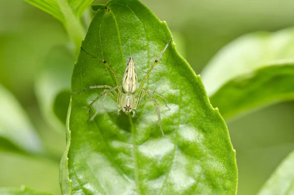 Μακριά πόδια αράχνη στο πράσινο της φύσης — Φωτογραφία Αρχείου