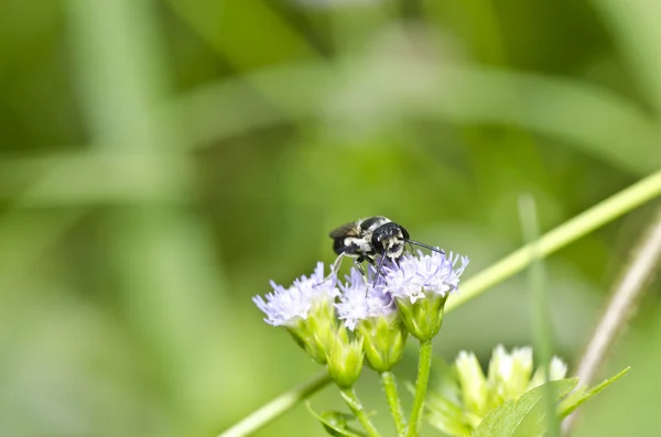Biene auf Blume im Garten — Stockfoto