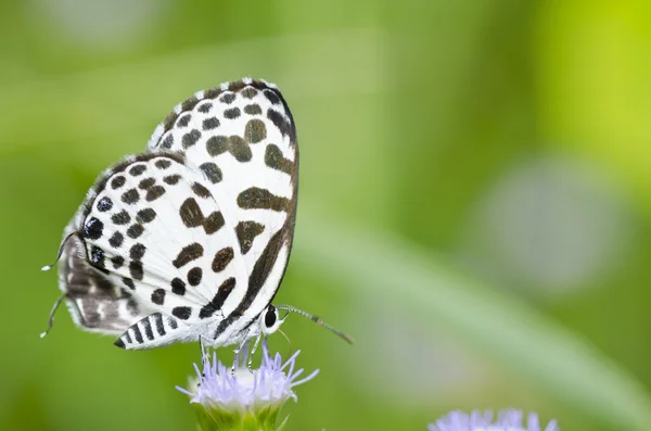 Mariposa blanca en el jardín — Foto de Stock