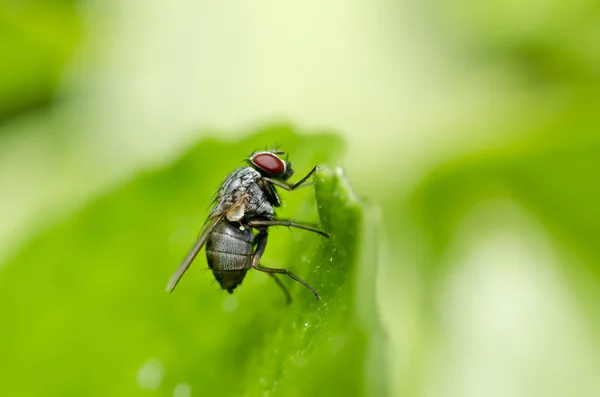 Fliegen in der Natur oder in der Stadt — Stockfoto