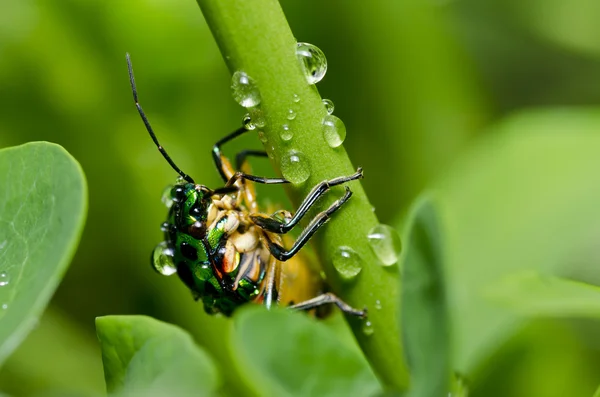 Escarabajo joya en la naturaleza verde — Foto de Stock