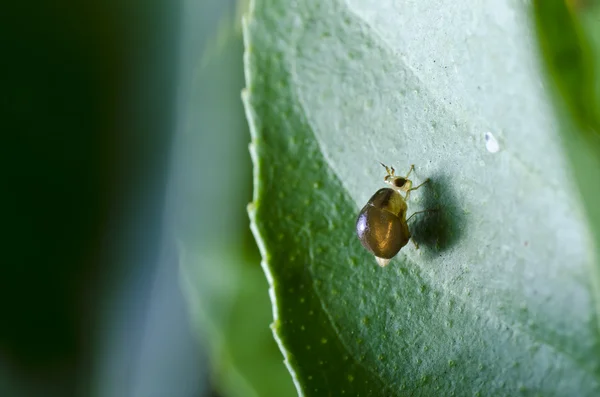 Коричневая муха в зеленой природе — стоковое фото
