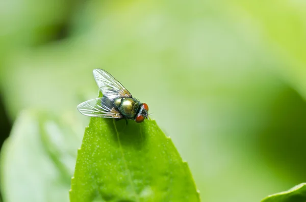 Fly in nature or in the city — Stock Photo, Image