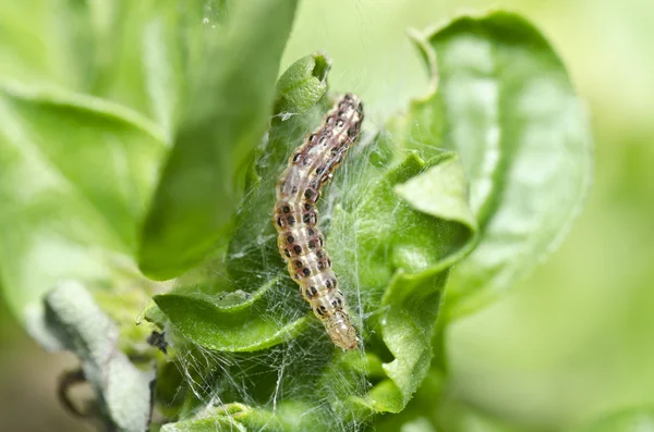 Worm in the garden — Stock Photo, Image