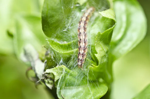Worm in the garden — Stock Photo, Image