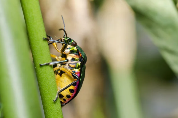 Yeşil doğanın mücevher böceği — Stok fotoğraf