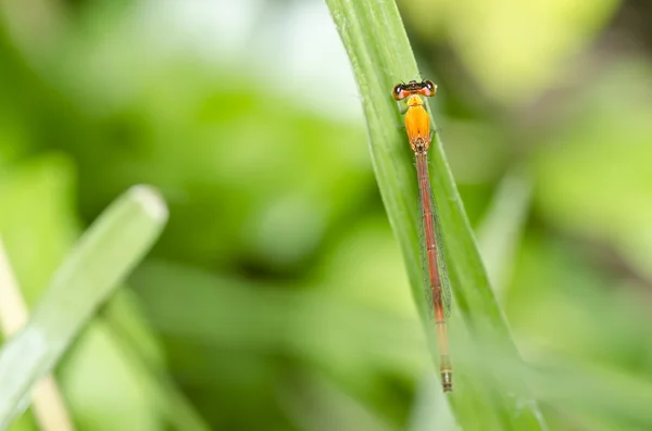 Red dragonfly in green nature — Stock Photo, Image