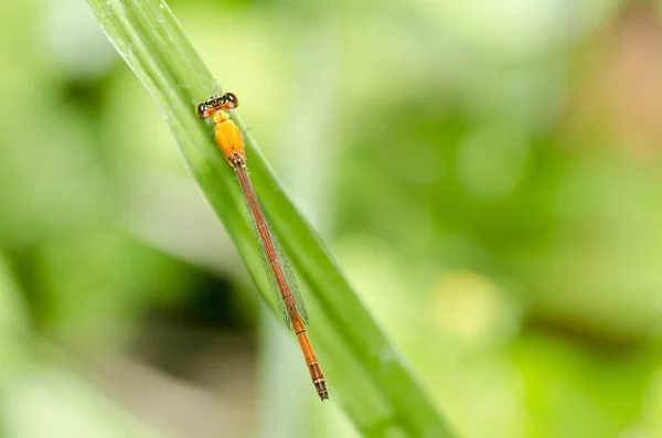 Red dragonfly in green nature — Stock Photo, Image