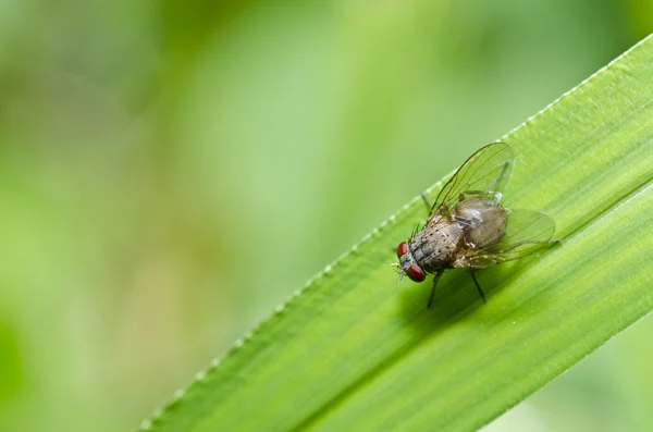 Vlieg in de natuur of in de stad — Stockfoto