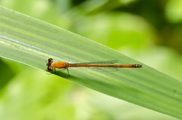 Red dragonfly in green nature — Stock Photo, Image
