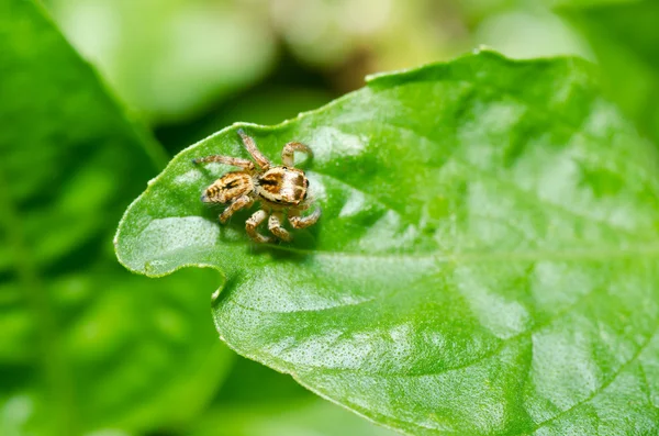 Skok pavouk v zelené přírodě nebo v zahradě — Stock fotografie