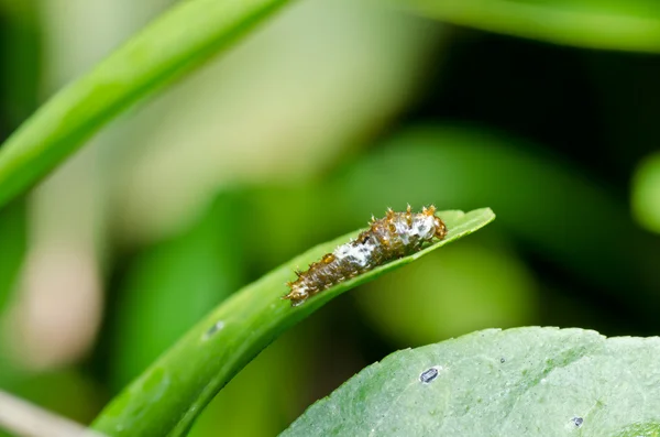 정원에서 또는 녹색 자연에 벌레 — 스톡 사진