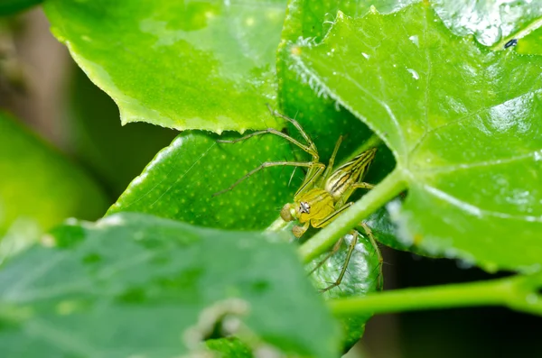 Spinne mit langen Beinen in grüner Natur — Stockfoto