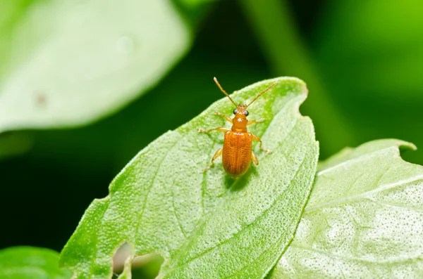 Escarabajo naranja en la naturaleza verde —  Fotos de Stock